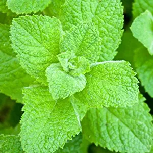 Pack of 1, 25 Lbs. Fragrance Oil Peppermint Scent, Phthalate Free