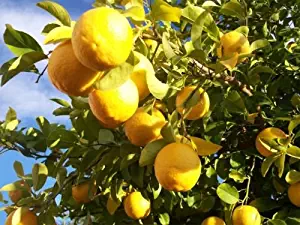 Lemon tree(10 seeds) fresh this season's harvest {great for lemonade}