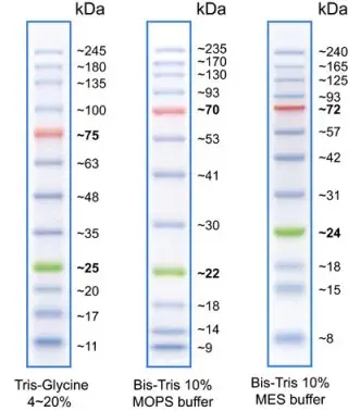 Tri-color Prestained Protein Marker II (10-245 kDa), 500ul