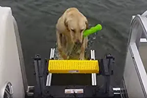 WaterDog Adventure Gear Dog Ladder for Pontoon Boat