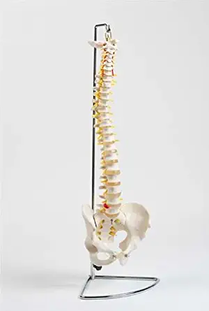 Flexible Chiropractic Spine Model, Life Size, Floor Stand Included