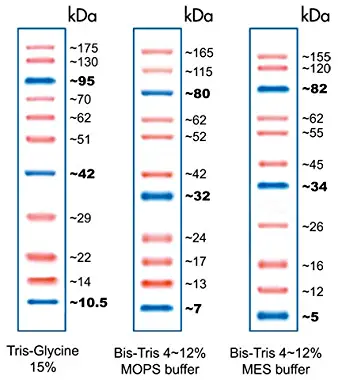 Opti-Protein Marker