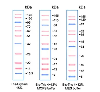 Pink Plus Prestained Protein Ladder (6 x 500ul)